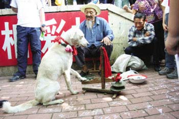 8歲小狗會(huì)算加減乘除(圖)